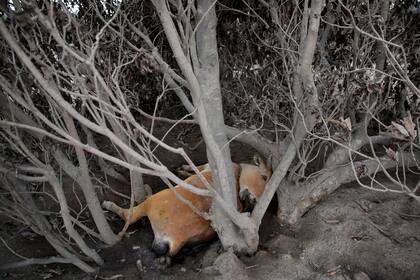 Una vaca muerta en un área afectada