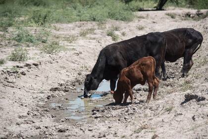 Una vaca y su ternero buscan beber un poco de agua