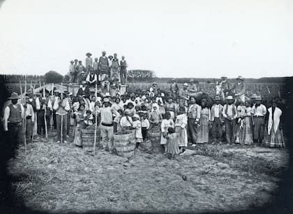 Una vendimia en el campo