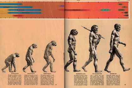 Una versión abreviada de la ilustración conocida como "el camino del Homo sapiens", publicada originalmente en el libro Early Man, del año 1965
