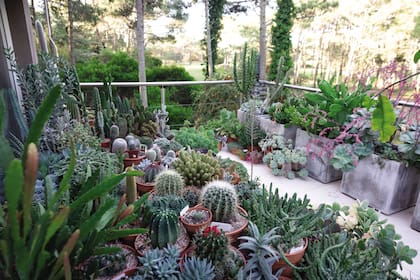 Una versión radical: la colección de suculentas de Marisa Kohen. Las plantas se agruparon a lo largo y ancho de la terraza pensando en los distintos tonos de verdes y grises, y sus texturas, por supuesto siempre teniendo en cuenta los requerimientos en cuanto a riego y sol