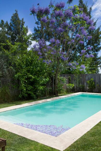 Una vez al año, un manto lila cubre la superficie de la piscina.