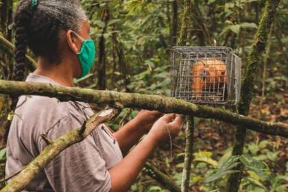 Una vez capturados, los investigadores toman muestras de los tamarinos y les administran una vacuna antes de devolverlos a la selva