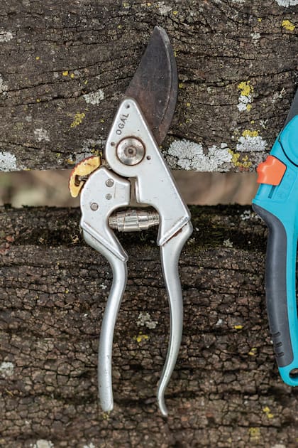 Una vez detectados los tallos y hojas secos de una planta, toca podarla