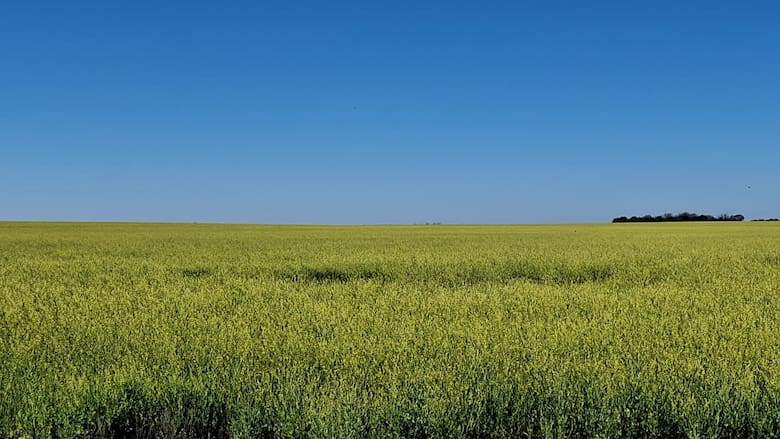 El boom de la carinata: el cultivo entrerriano que impulsa el combustible del futuro