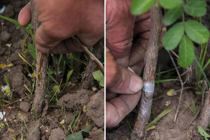 Una vez hecho el corte en T, se separan los bordes para insertar la yema y luego se separa la lengüeta. Finalmente, se ata con nylon dejando el nudo por encima del injerto.