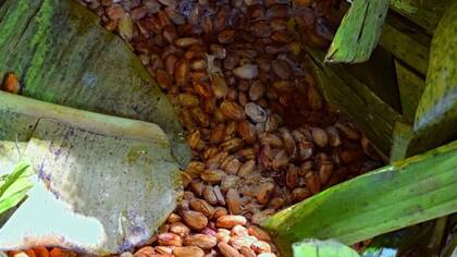Una vez partidos, los granos de cacao se dejan fermentar, aquí se cubren con hojas de palma y plátano