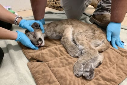 Una vez que alcanzó el peso suficiente, fue dopada para inyectarle las vacunas