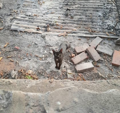 Una vez que daba a luz, Salem salía para comer y luego regresaba con sus cachorros.