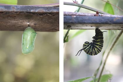 Una vez que estén listas, las orugas se alejarán de las planta unos metros e irán a colgarse para empupar (formar la crisálida)