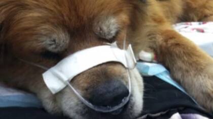 Una vez que llegaron los bomberos, a Che se le tuvo que brindar oxígeno para comenzar con la recuperación después de su acto heroico