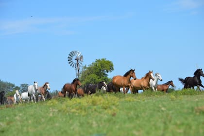 Una vez recuperados, los caballos van a vivir al santuario de Baradero; el predio ahora fue vendido