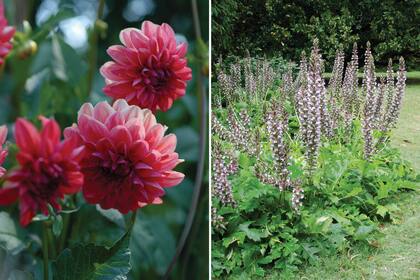 Una vez secas, las flores de dalias deben sacarse para que produzcan más flores. Igualmente con los acantos, así rebrotan cuando empiezan a bajar las temperaturas.