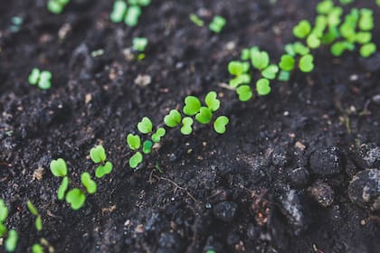 Una vez sembradas las semillas, la germinación de la rúcula se producirá entre los 10 y los 14 días. El suelo debe estar húmedo y abonado.