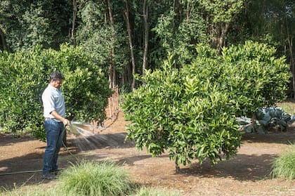 Una vez terminado el reposo invernal, los frutales requieren mayor humedad en el suelo para un mejor crecimiento