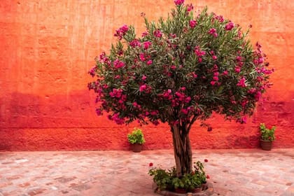 Una vibrante adelfa en flor adornando el Monasterio de Santa Catalina de Siena, Arequipa, Perú