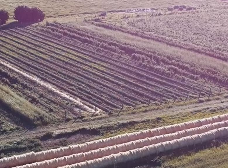 Frutos Rojos al norte: cómo Jorge Antonio revolucionó la producción nacional