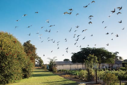 Una vista de La Campiña, que fundaron juntos, con plantaciones de naranjas y duraznos.