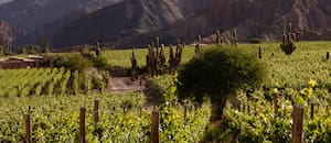 Cómo es el nuevo circuito de bodegas que se consolida en el norte del país