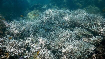Una vista del coral muerto (blanco) en el arrecife australiano
