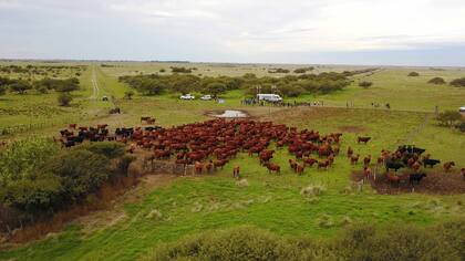 Una vista del rebrote del pastizal luego del fuego