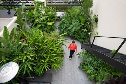 Una vista general desde la terraza de la huerta, donde se ven masas de plantas como las Panicum antidotale, alpinias, cañas de bambú, guembé, palmeras y costillas de Adán. El matriz lora un efecto salvaje.