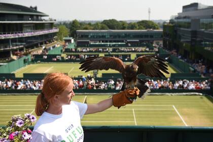 Una voluntaria junto con el halcón Rufus, en Wimbledon