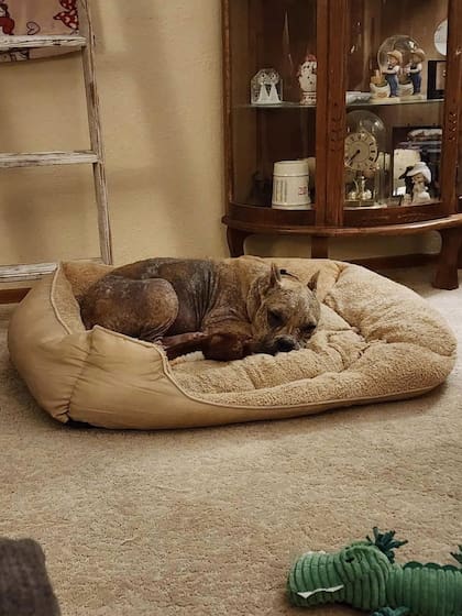 Una voluntaria se enamoró del cachorro y decidió recibirlo en su casa y ocuparse de su cuidado.