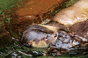 Animales: las figuritas difíciles de ver en los Parques Nacionales argentinos