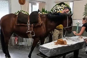Una yegua asistió al funeral de su dueño en Brasil y su reacción frente al ataúd se volvió viral