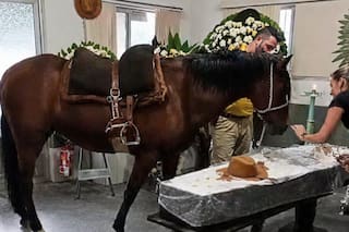 Una yegua asistió al funeral de su dueño en Brasil y su reacción frente al ataúd se volvió viral