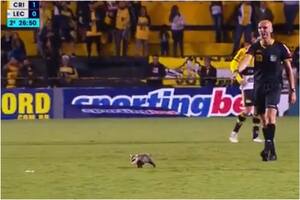 Una zarigüeya interrumpió un partido de fútbol en Brasil