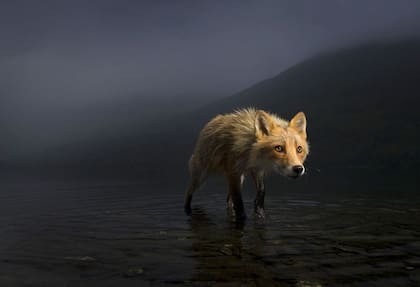Una zorra busca cadáveres de salmón en las aguas poco profundas del lago Karluk, en el Refugio Nacional de Vida Silvestre Kodiak de Alaska.