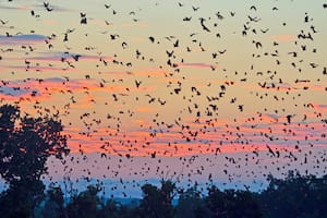 Develan cómo comenzaron a volar los murciélagos y se abre el camino a desarrollar drones más sofisticados