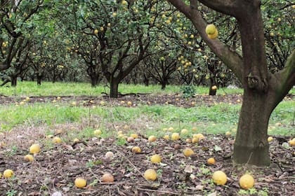 Unas 200.000 toneladas de limones no se cosecharán este año en el país por distintos factores