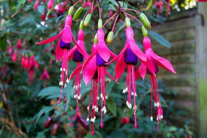 Unas flores de aljaba o fucsia