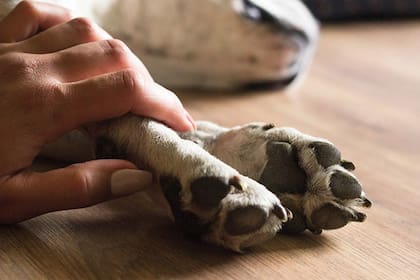 Unas palabras acertadas pueden servir de gran consuelo para quienes atraviesan la pérdida de su animal de compañía