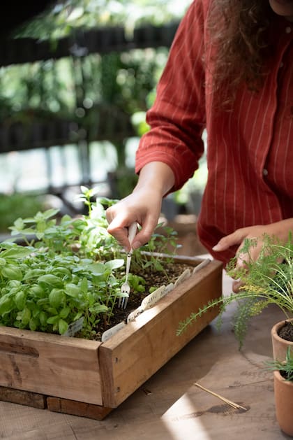 Unas raíces de al menos dos o tres centímetros son la señal de que la planta está lista para pasar a tierra
