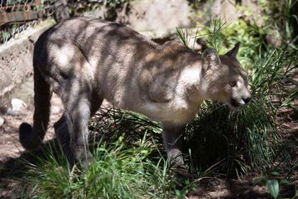 Unelén en Pumakawa, la reserva de animales de Villa Rumipal, en Córdoba
