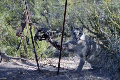 Unelén estuvo horas luchando para zafar de la trampera, lo que le provocó un daño todavía mayor en su pata derecha