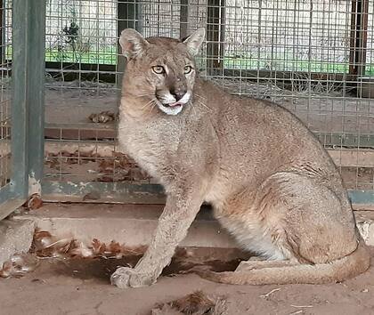 Unelen significa la primera