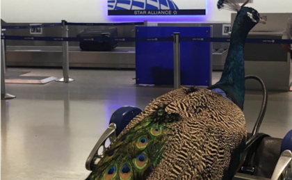 United Airlines no le permitió a una usuaria viajar con un pavo real (Crédito: economiadigital.es)