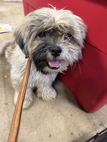 Uno a uno, lograron ponerles collares.