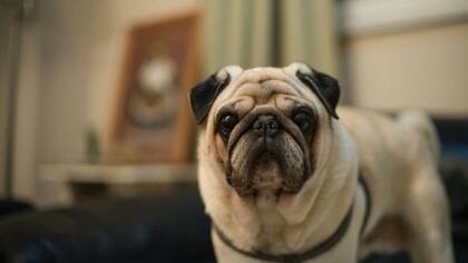 Uno de cada ocho Pugs puede desarrollar PDE