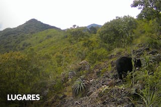 El extraño animal cuyas huellas aparecieron en el norte del país y mantiene en vilo a los científicos
