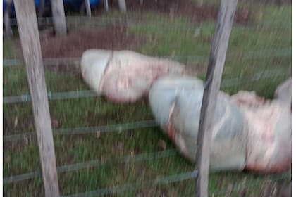 Uno de los animales que hace unas semanas le carnearon a Juan Benjamín García