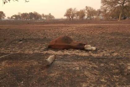 Uno de los animales que murieron en el incendio del 2020