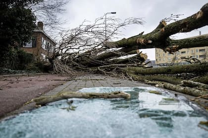 Uno de los árboles que cayeron el 18 de febrero en Países Bajos