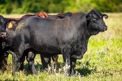 Uno de los aspectos donde más viene trabajando la raza es en características vinculadas a adaptación y eficiencia