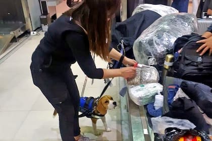 Uno de los beagles en plena labor